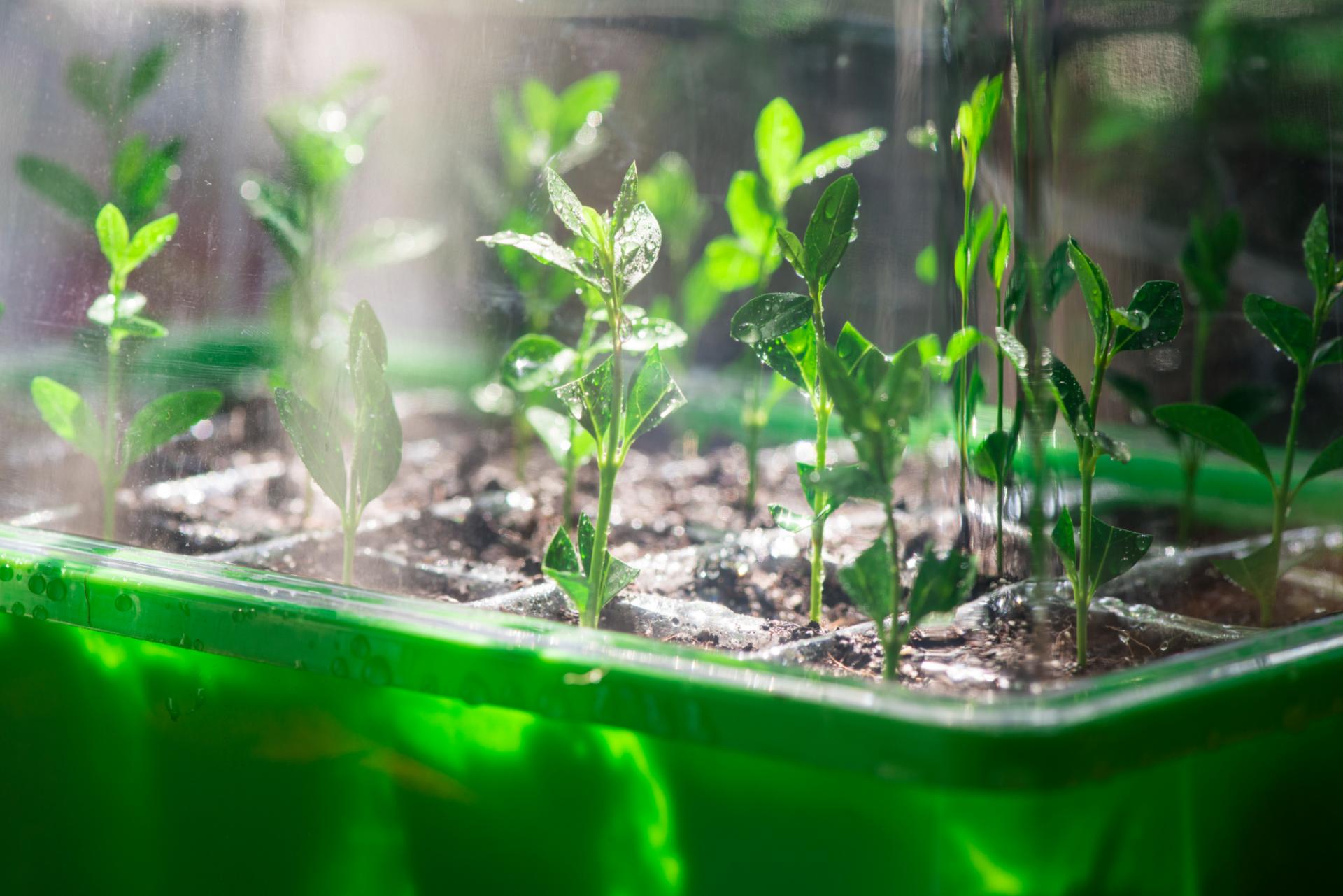 Administrators inviting interest after collapse of horticultural supplier